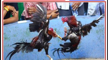 Sudah Ditutup, Kini Beroperasi Lagi: Perjudian di Gesing Didesak Segera Diberantas